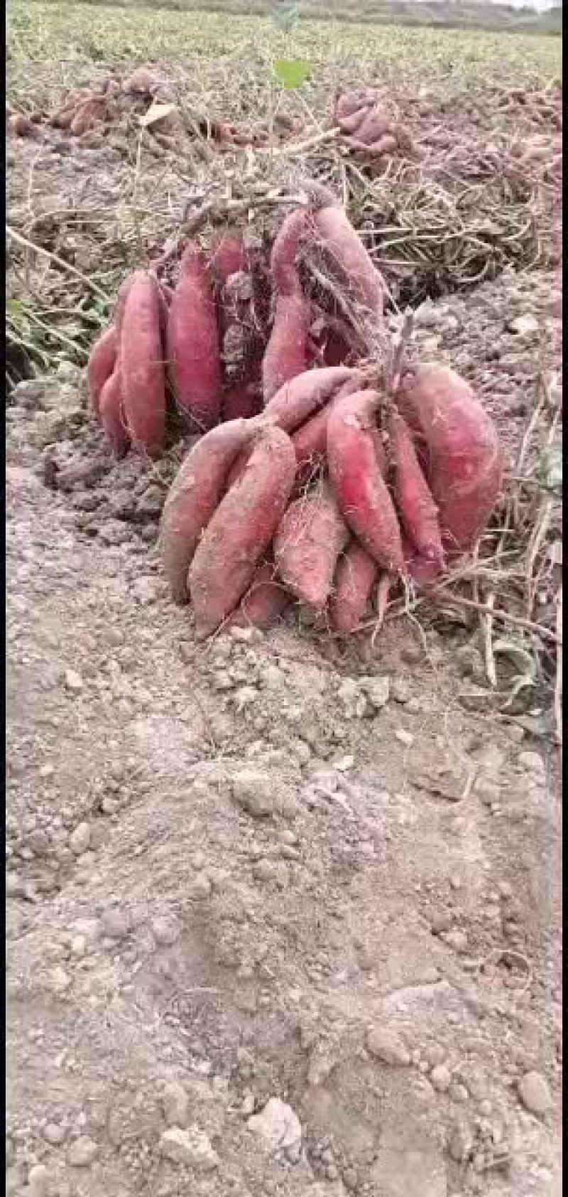 精品601大量上市，欢迎观看