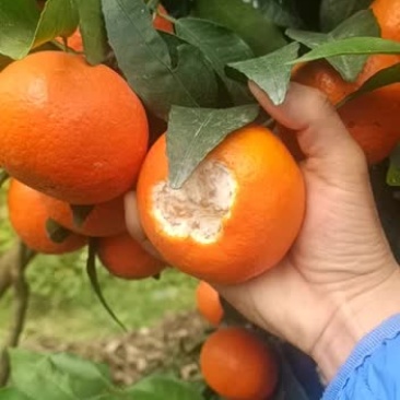 沃柑这几天都在持续涨价势头