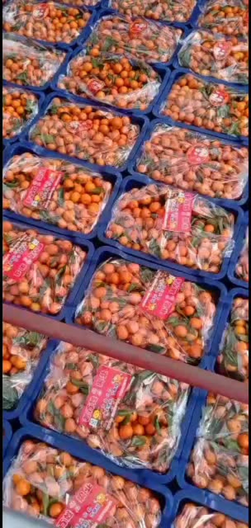 专业代办南丰的砂糖橘