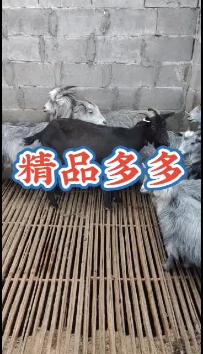嘉祥县洪昆青山羊繁殖基地