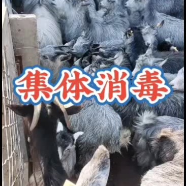 嘉祥县洪昆青山羊繁殖基地