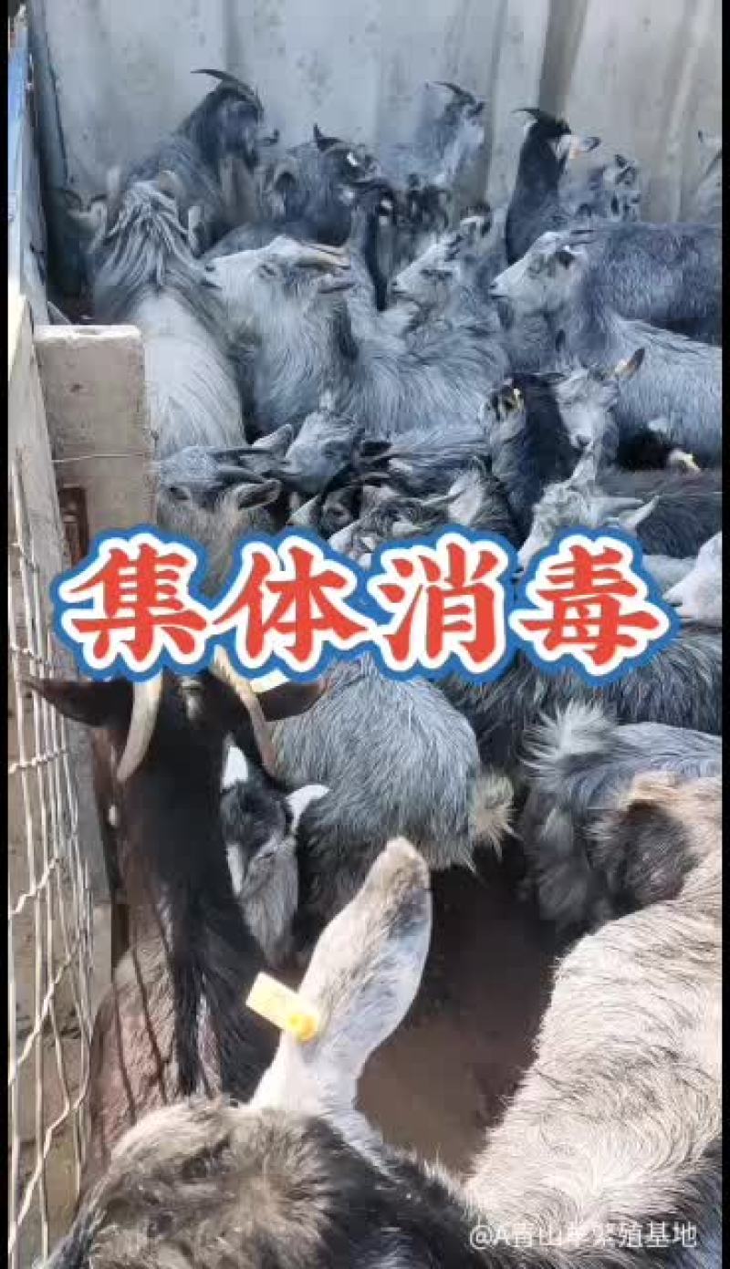 嘉祥县洪昆青山羊繁殖基地
