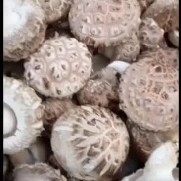 精挑细选深山优质鲜香菇，