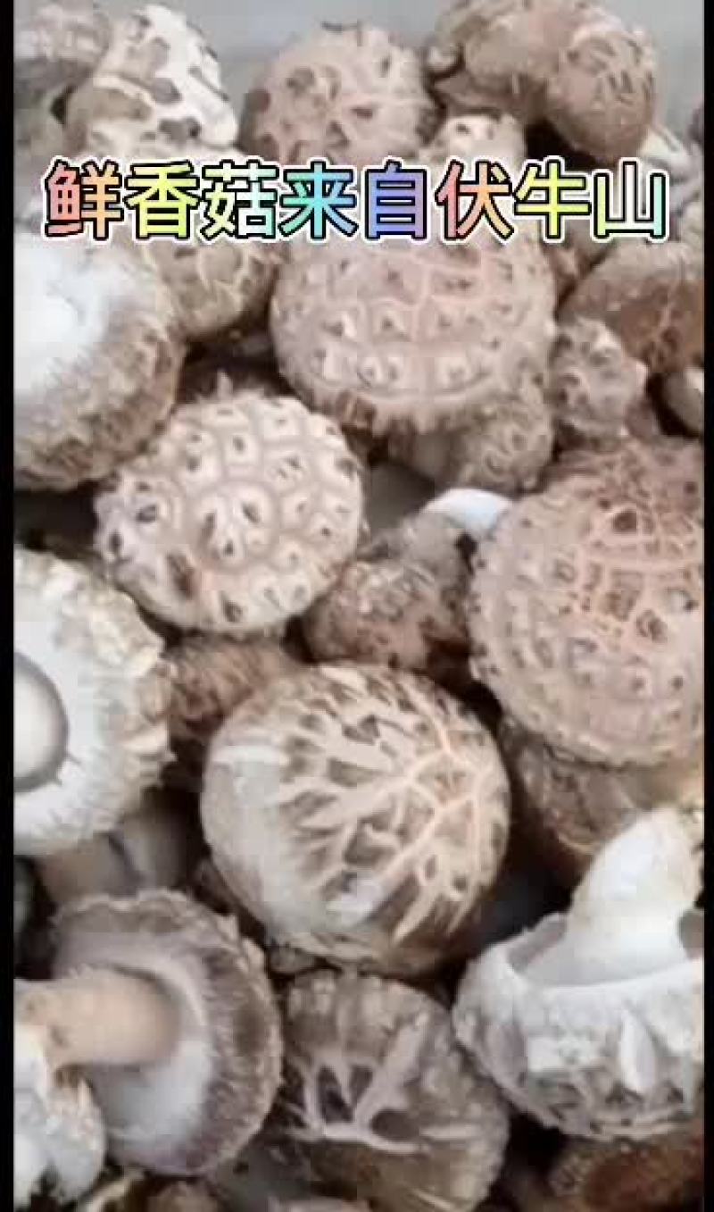 精挑细选深山优质鲜香菇，