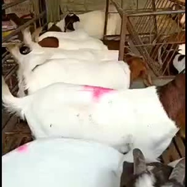 波尔山羊，价格低廉，优惠多多