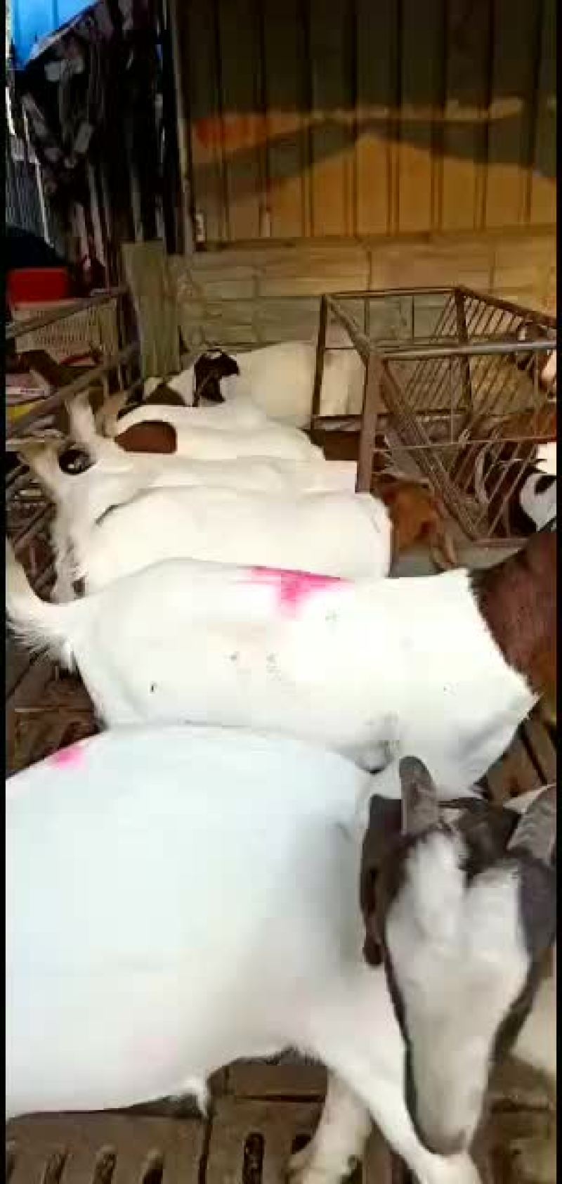 波尔山羊，价格低廉，优惠多多