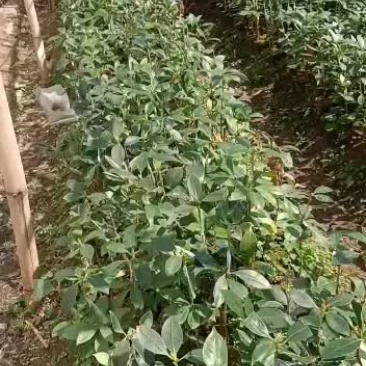 嫁接八角苗产量高效益好是发家致富的好项目