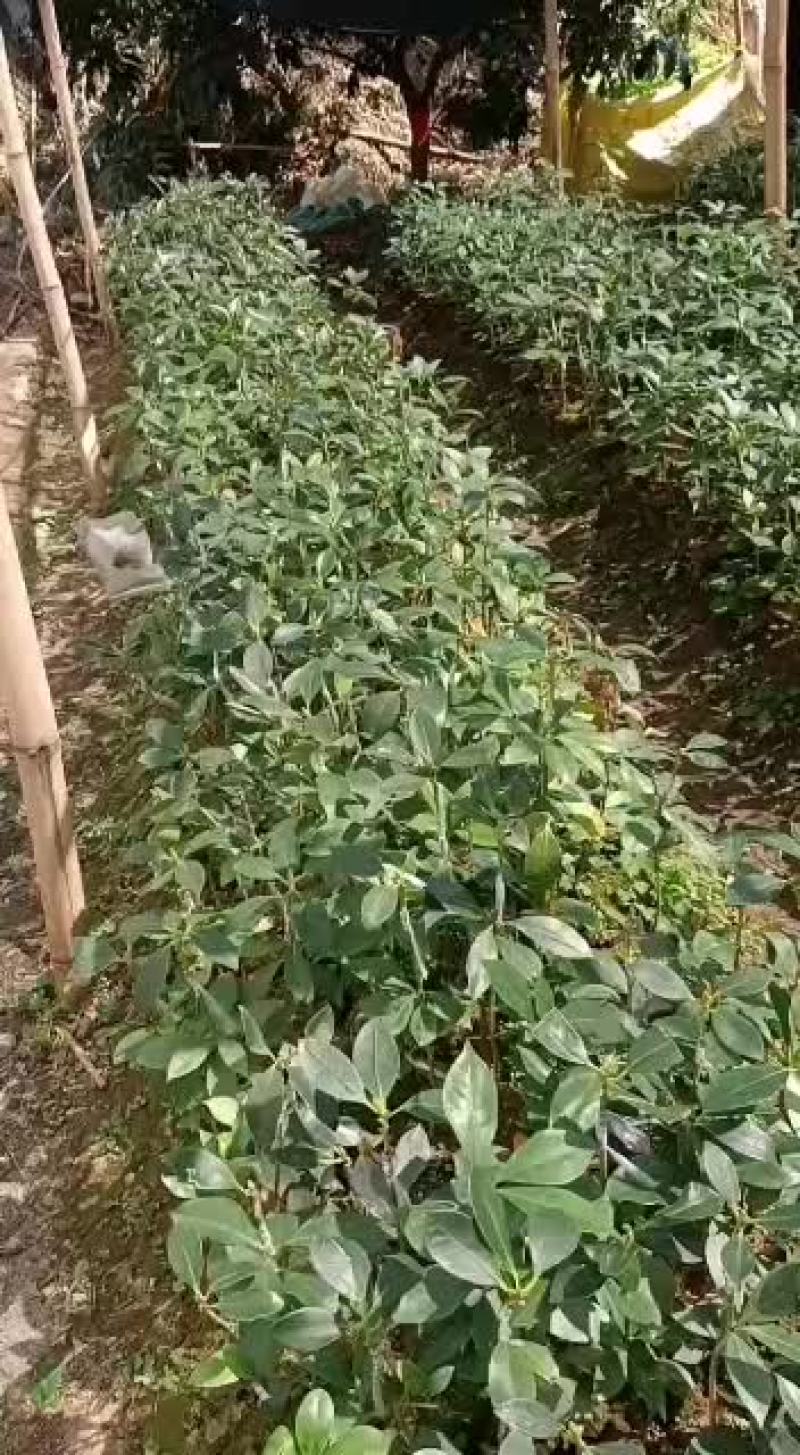嫁接八角苗产量高效益好是发家致富的好项目
