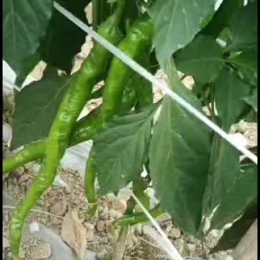 精品螺丝椒大量上市！品质好可供视频看货！