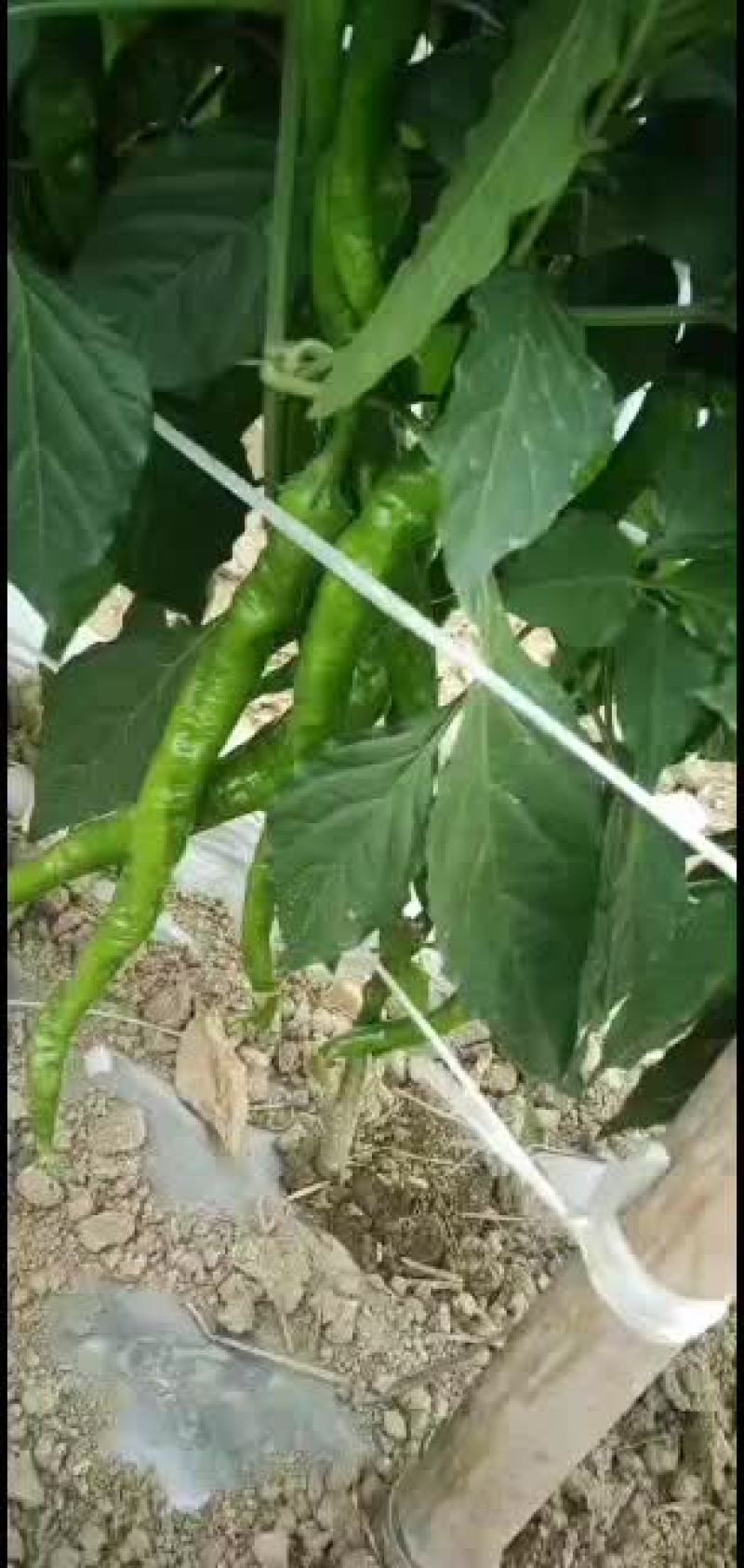 精品螺丝椒大量上市！品质好可供视频看货！