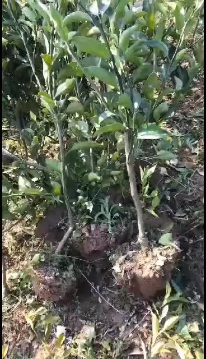 明日见1.5以上公分带土球大苗现挖现发苗圃直发包鲜活
