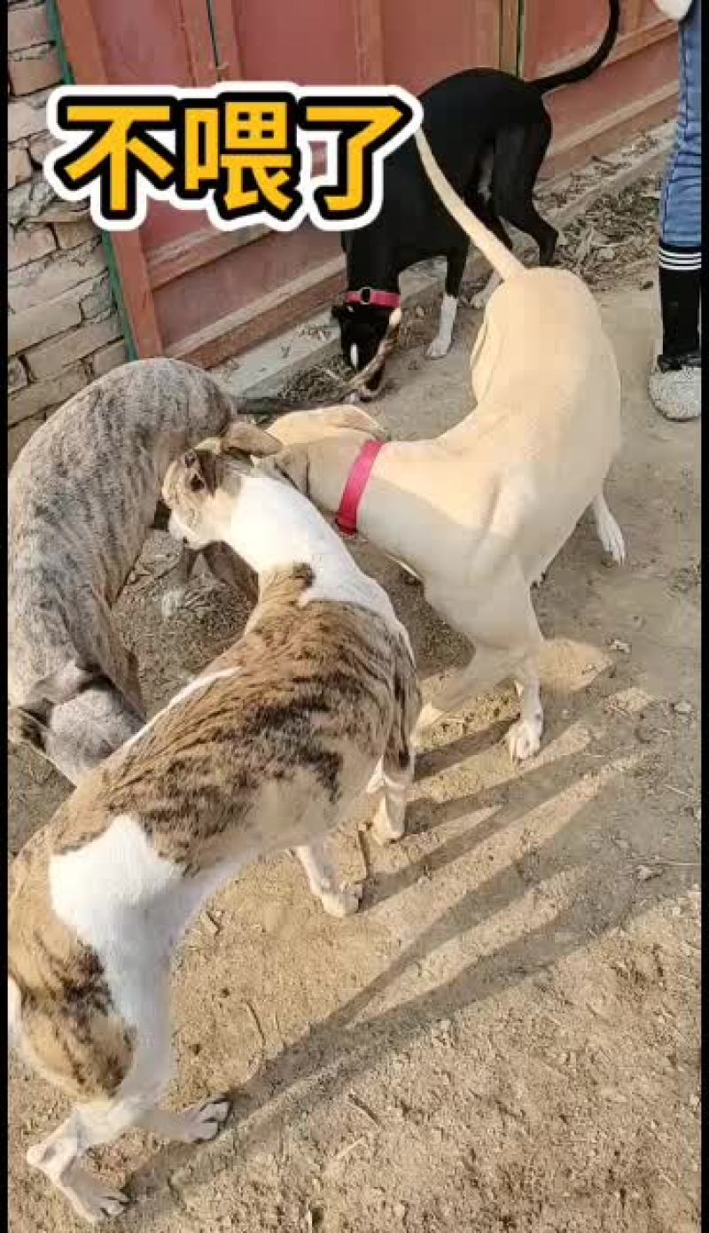 全活上下摩托车黑白活猎兔犬细狗惠比特种公格惠格力犬血统猎