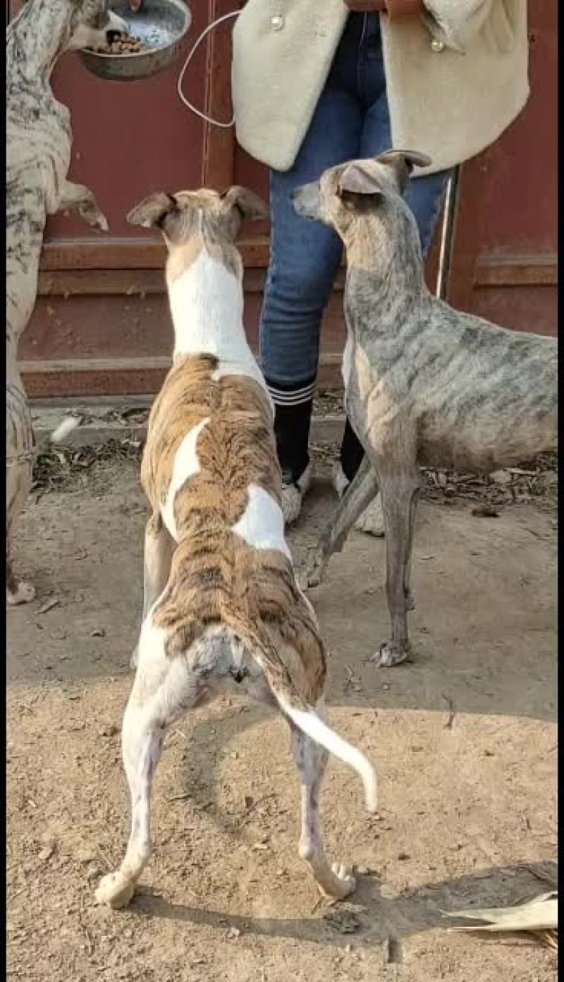 全活上下摩托车黑白活猎兔犬细狗惠比特种公格惠格力犬血统猎