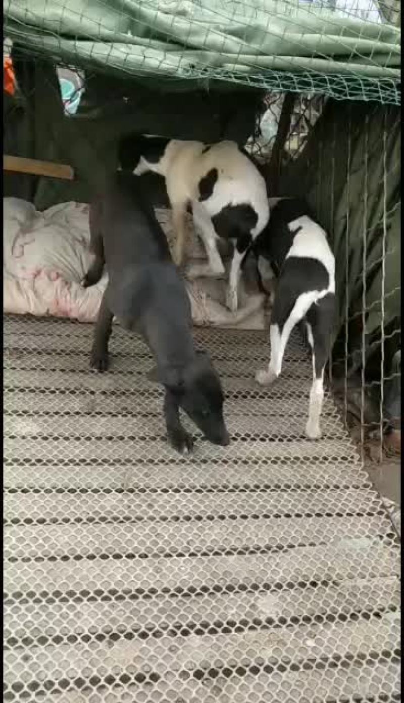全活上下摩托车黑白活猎兔犬细狗惠比特种公格惠格力犬血统猎