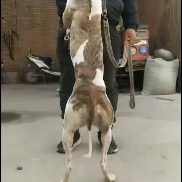 全活上下摩托车黑白活猎兔犬细狗惠比特种公格惠格力犬血统猎