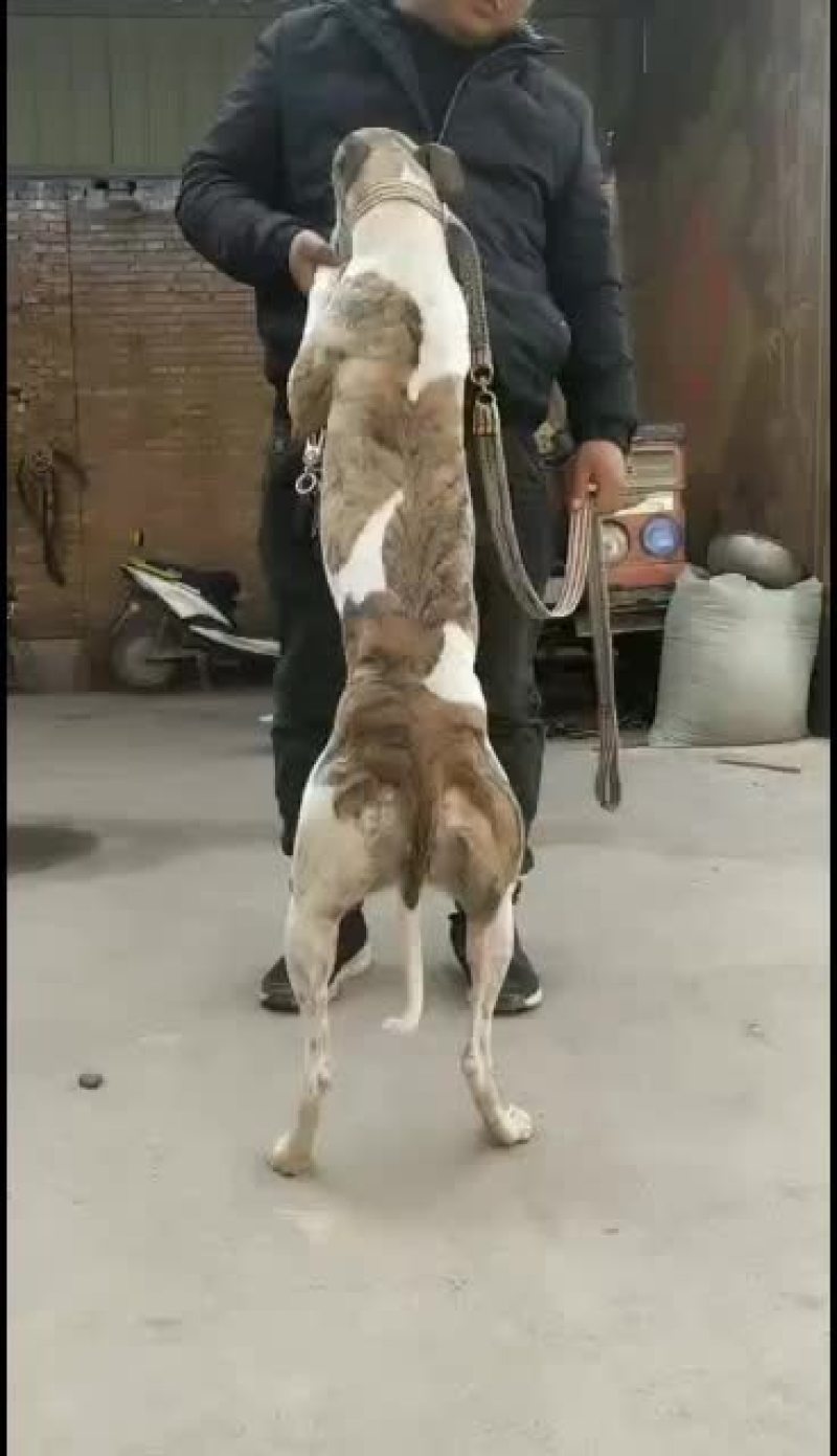 全活上下摩托车黑白活猎兔犬细狗惠比特种公格惠格力犬血统猎