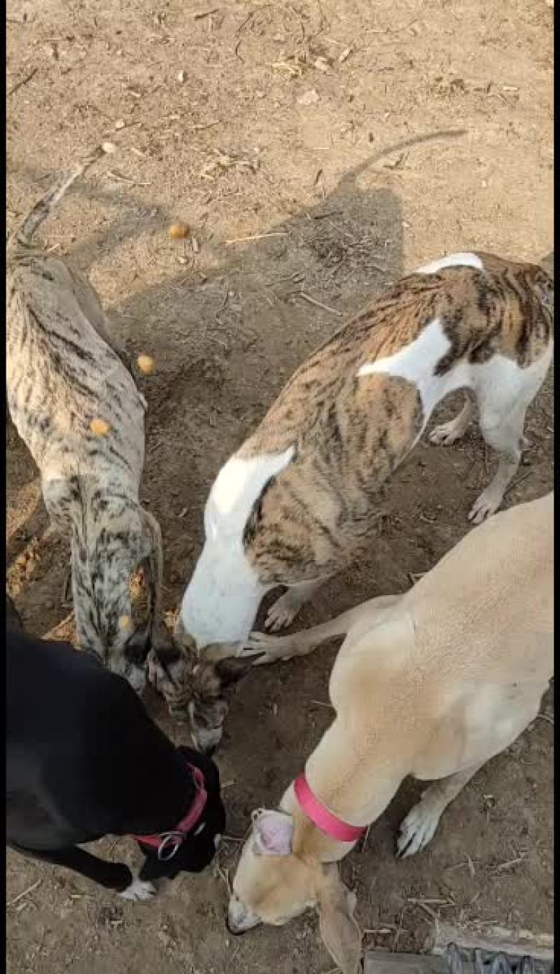 全活上下摩托车黑白活猎兔犬细狗惠比特种公格惠格力犬血统猎