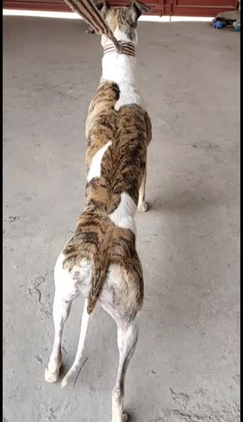 全活上下摩托车黑白活猎兔犬细狗惠比特种公格惠格力犬血统猎