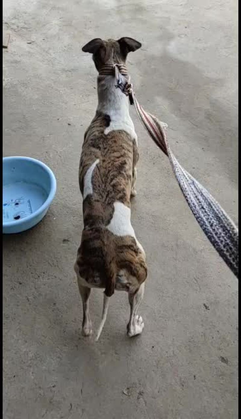 全活上下摩托车黑白活猎兔犬细狗惠比特种公格惠格力犬血统猎