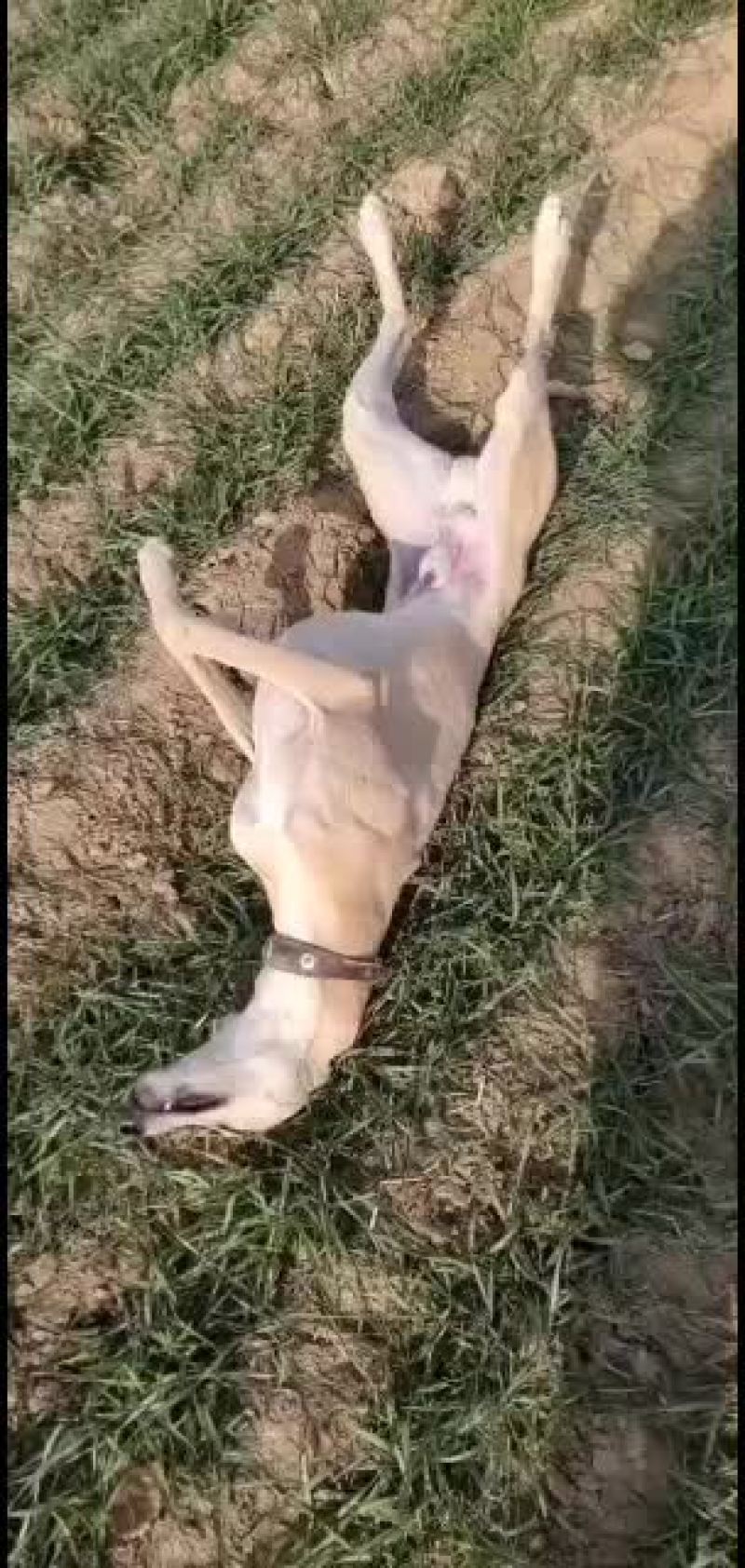 全活上下摩托车黑白活猎兔犬细狗惠比特种公格惠格力犬血统猎