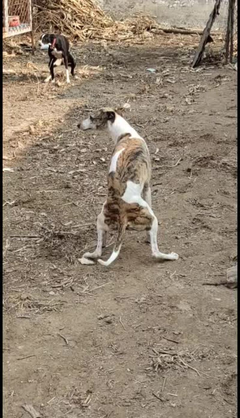 全活上下摩托车黑白活猎兔犬细狗惠比特种公格惠格力犬血统猎
