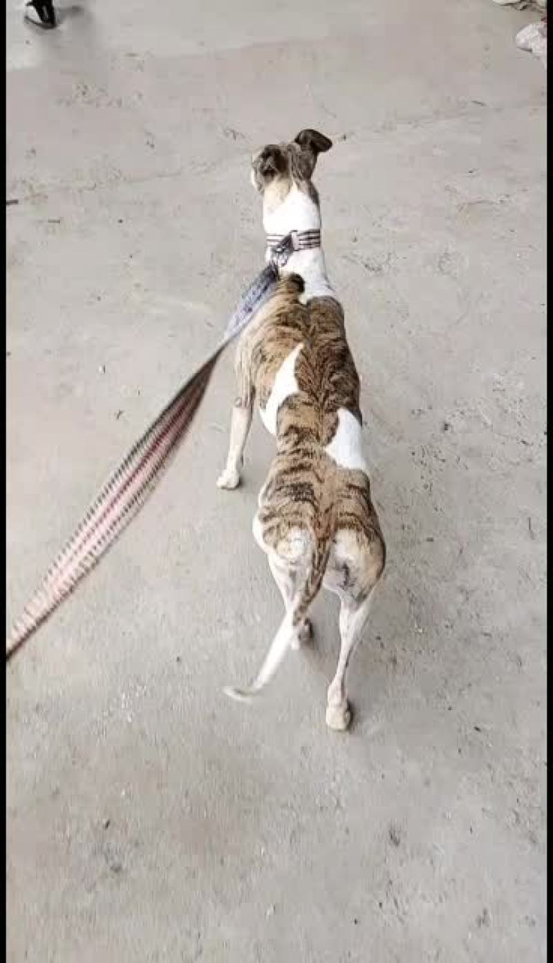 全活上下摩托车黑白活猎兔犬细狗惠比特种公格惠格力犬血统猎
