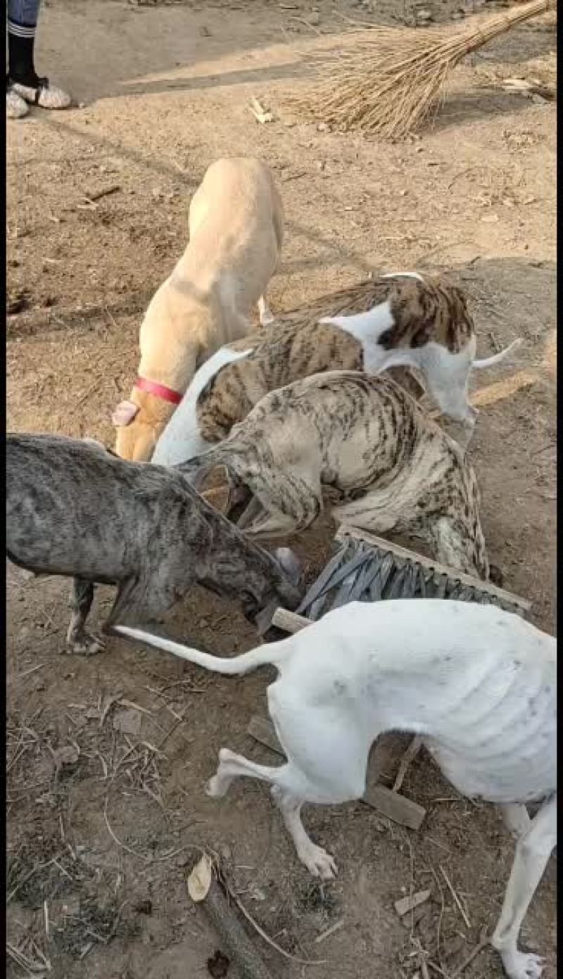 全活上下摩托车黑白活猎兔犬细狗惠比特种公格惠格力犬血统猎