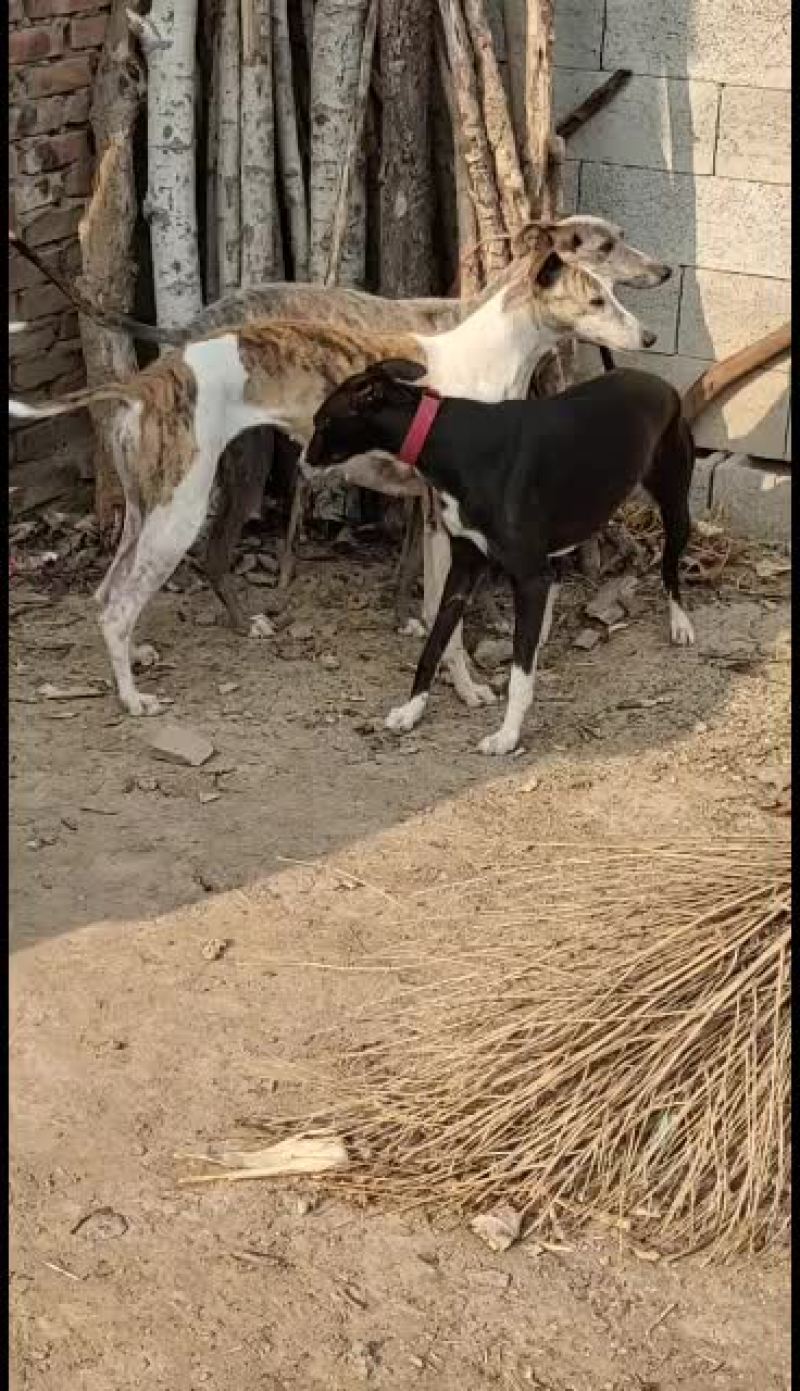 全活上下摩托车黑白活猎兔犬细狗惠比特种公格惠格力犬血统猎