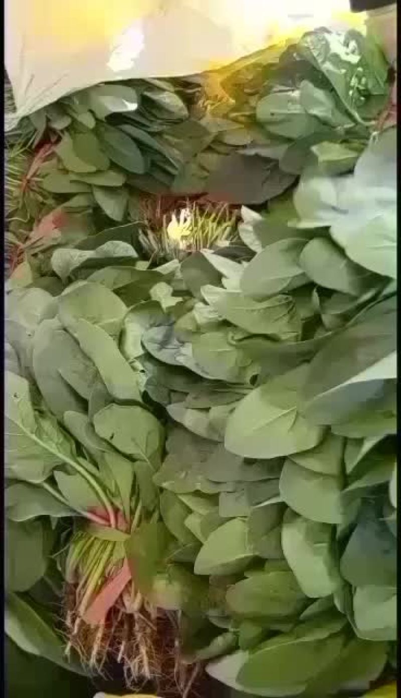 河北衡水菠菜正在大量上市中