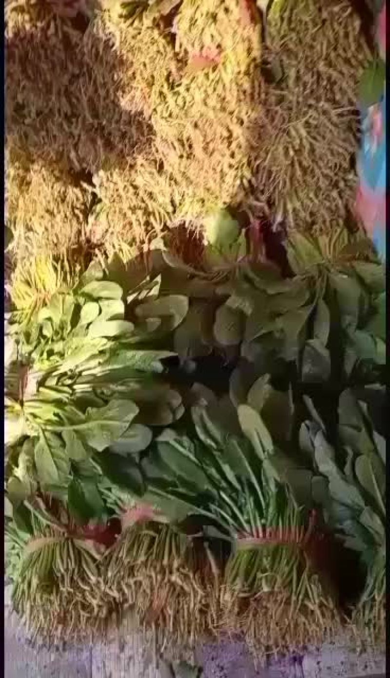 河北衡水菠菜正在大量上市中