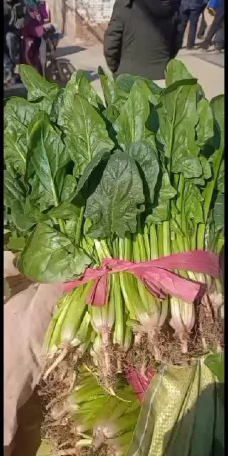 河北衡水菠菜正在大量上市中