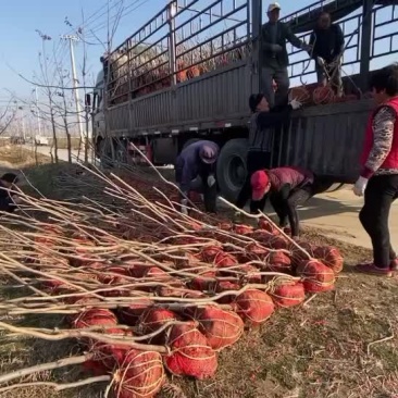 碧根果苗起售中需要的可以联系