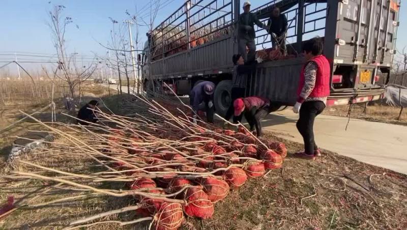 碧根果苗起售中需要的可以联系