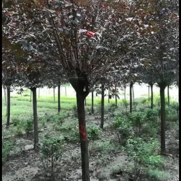 红叶李树，从业十多年资源强大价格公开透明，，。。