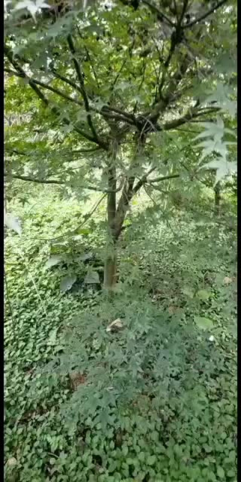 鸡爪槭，从业十多年资源强大价格公开透明