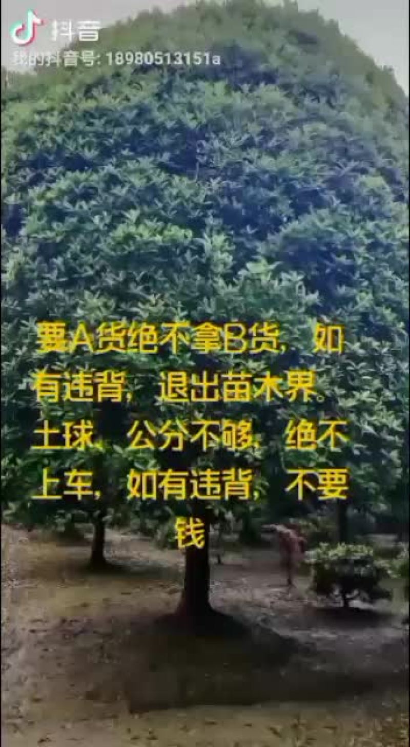 鸡爪槭，从业十多年资源强大价格公开透明