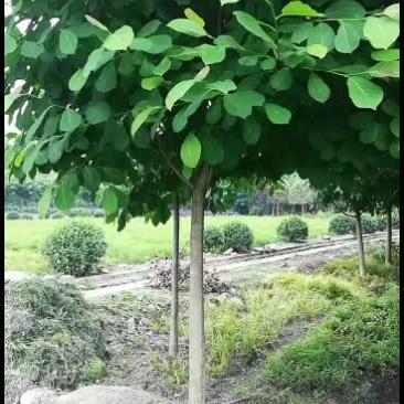 白玉兰，从业十多年资源强大价格公开透明。。。。