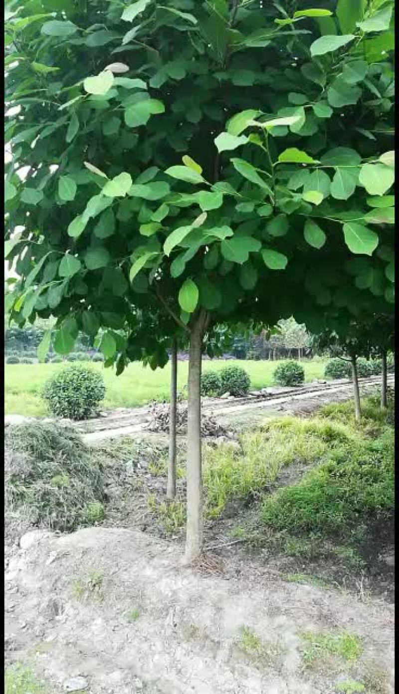 白玉兰，从业十多年资源强大价格公开透明。。。。