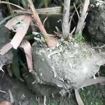 棕竹，从业十多年资源强大价格公开透明。。。。。。。
