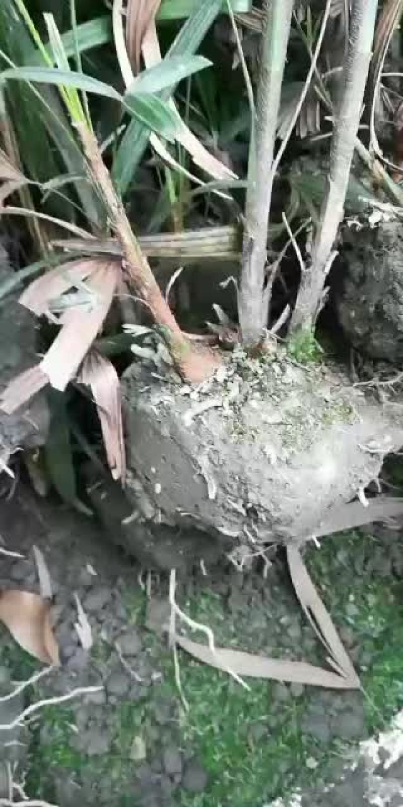 棕竹，从业十多年资源强大价格公开透明。。。。。。。