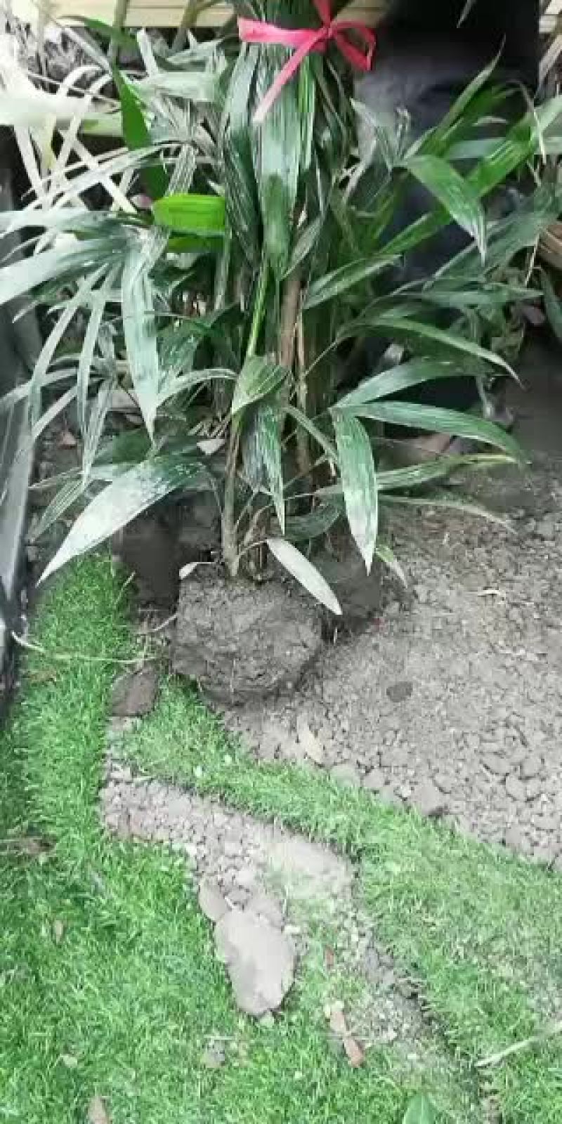 棕竹，从业十多年资源强大价格公开透明。。。。。。。