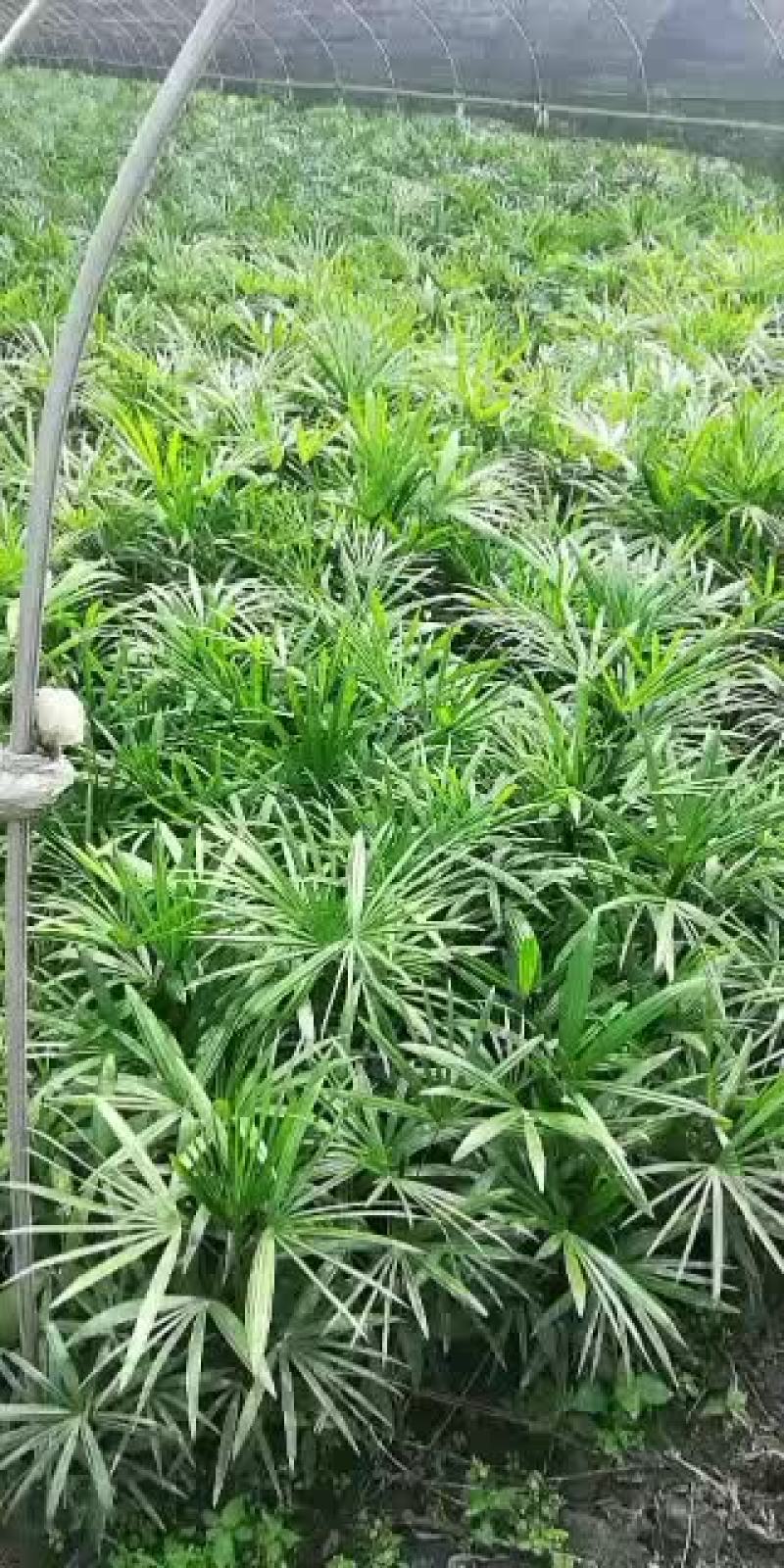 棕竹，从业十多年资源强大价格公开透明。。。。。。。