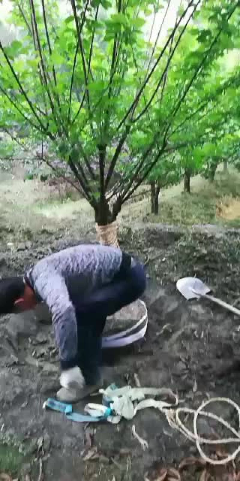 低分枝红梅，从业十多年资源强大价格公开透