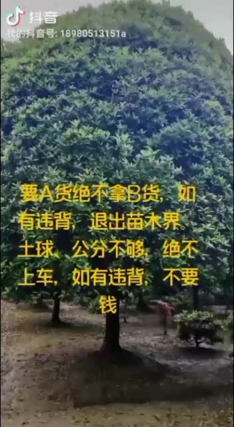 低分枝红梅，从业十多年资源强大价格公开透