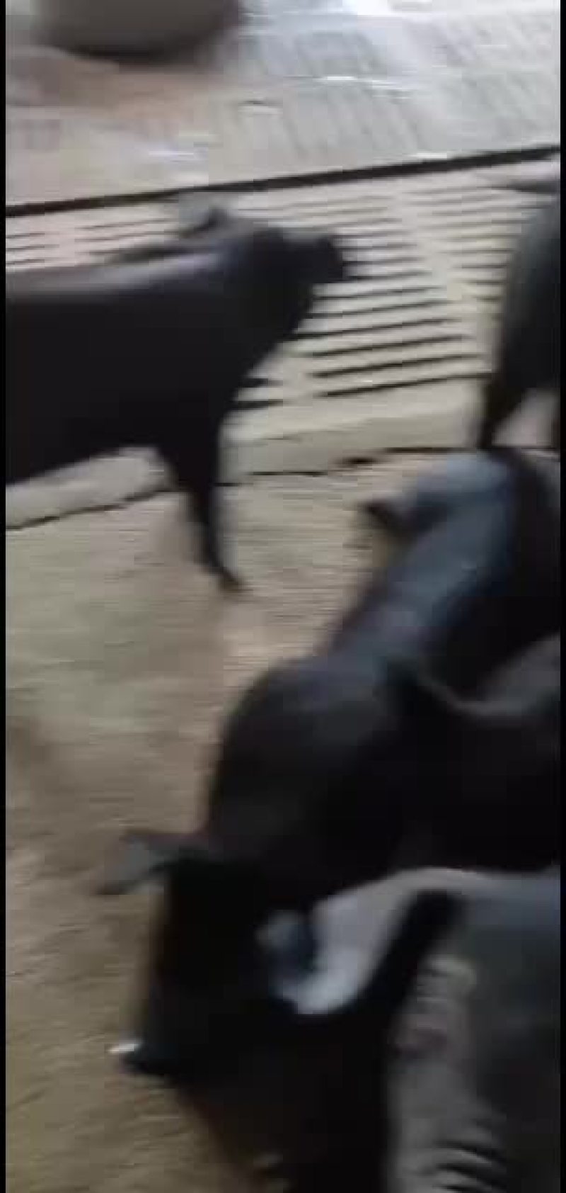 小母猪二元长白太湖苏太