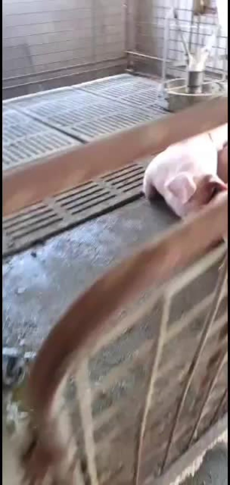 小母猪二元长白太湖苏太