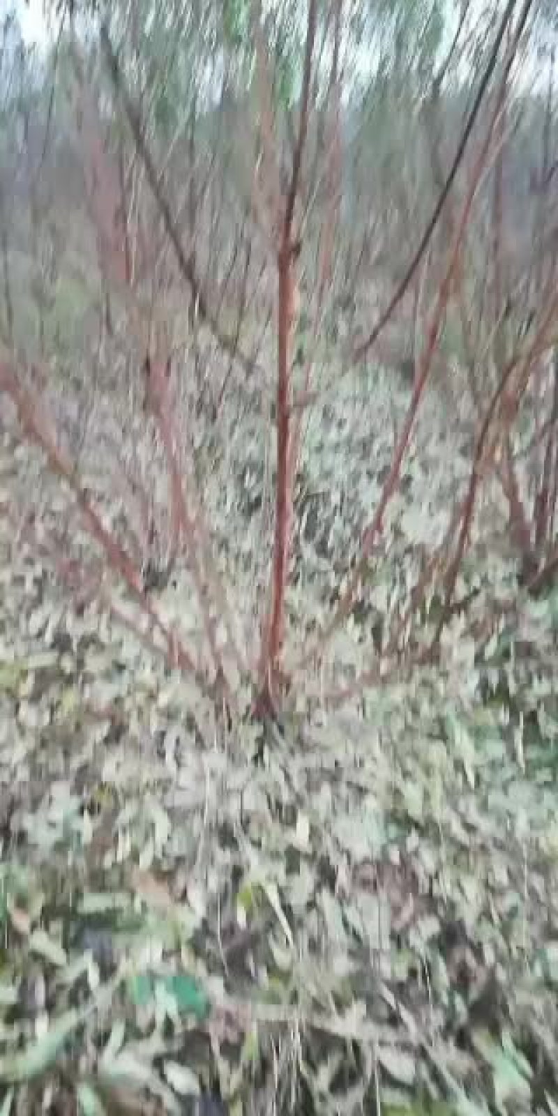 碧桃，从业十多年资源强大价格公开透明。。。。。。。。。
