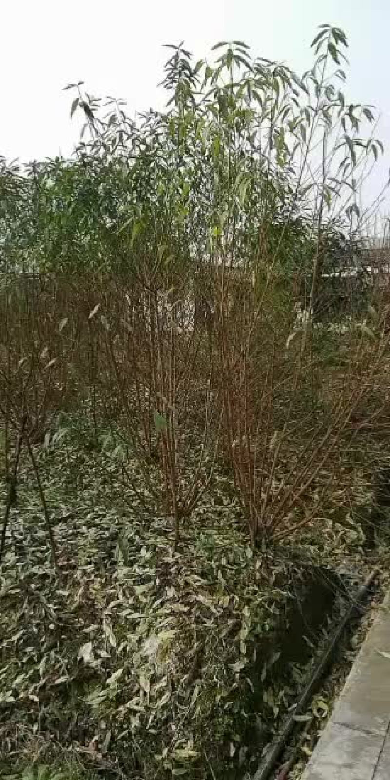 碧桃，从业十多年资源强大价格公开透明。。。。。。。。。