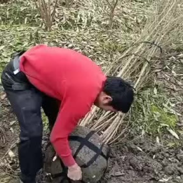 碧桃，从业十多年资源强大价格公开透明。。。。。。。。。