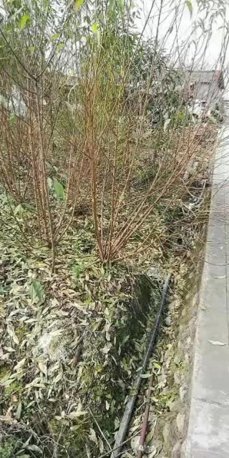 碧桃，从业十多年资源强大价格公开透明。。。。。。。。。